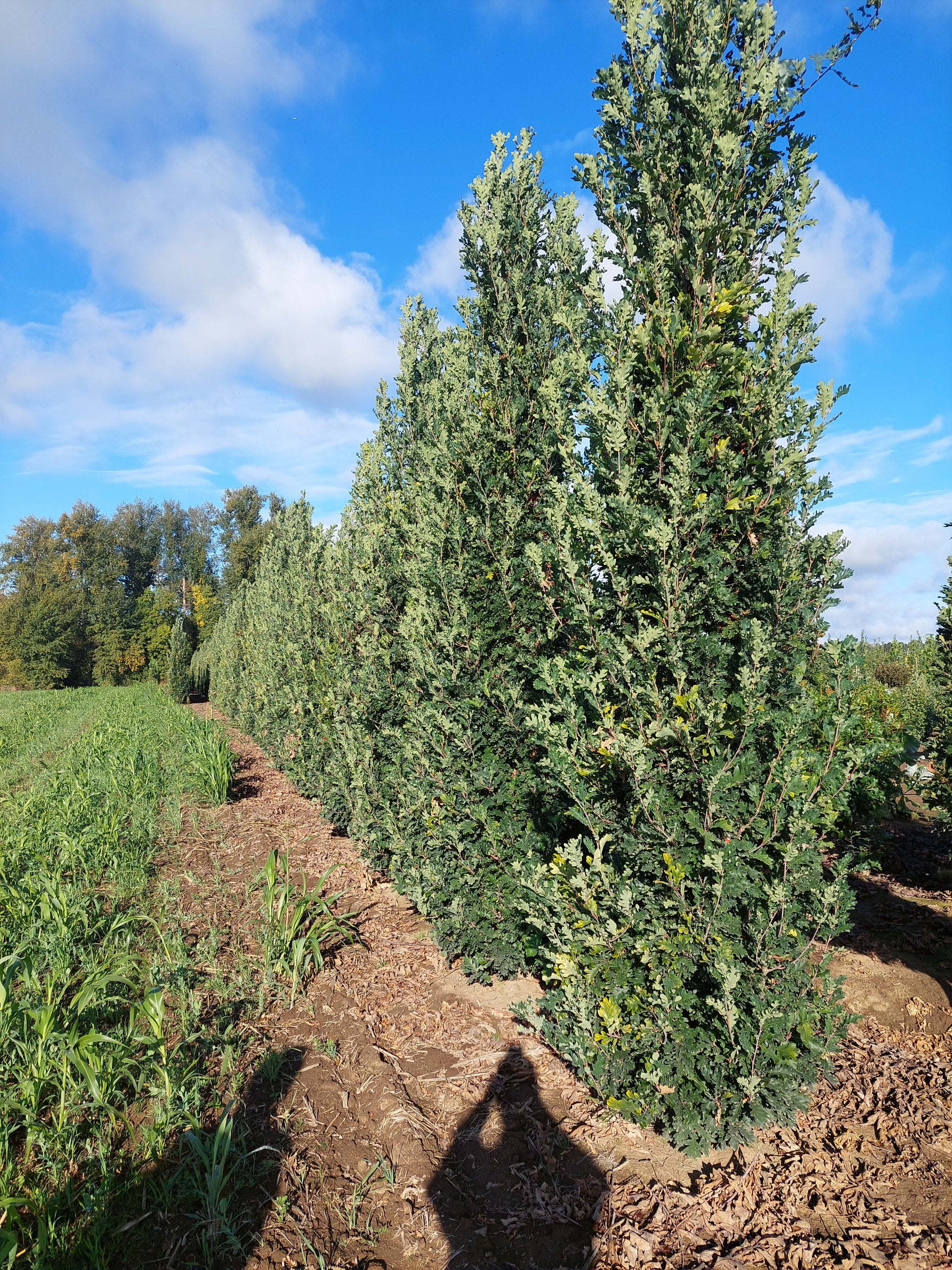 Quercus x Scarlet Letter Scarlet Letter Oak
