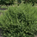 Rhus aromatica Lacette Fine Textured Compact Select A PP 28669 Lacette Fragrant Sumac