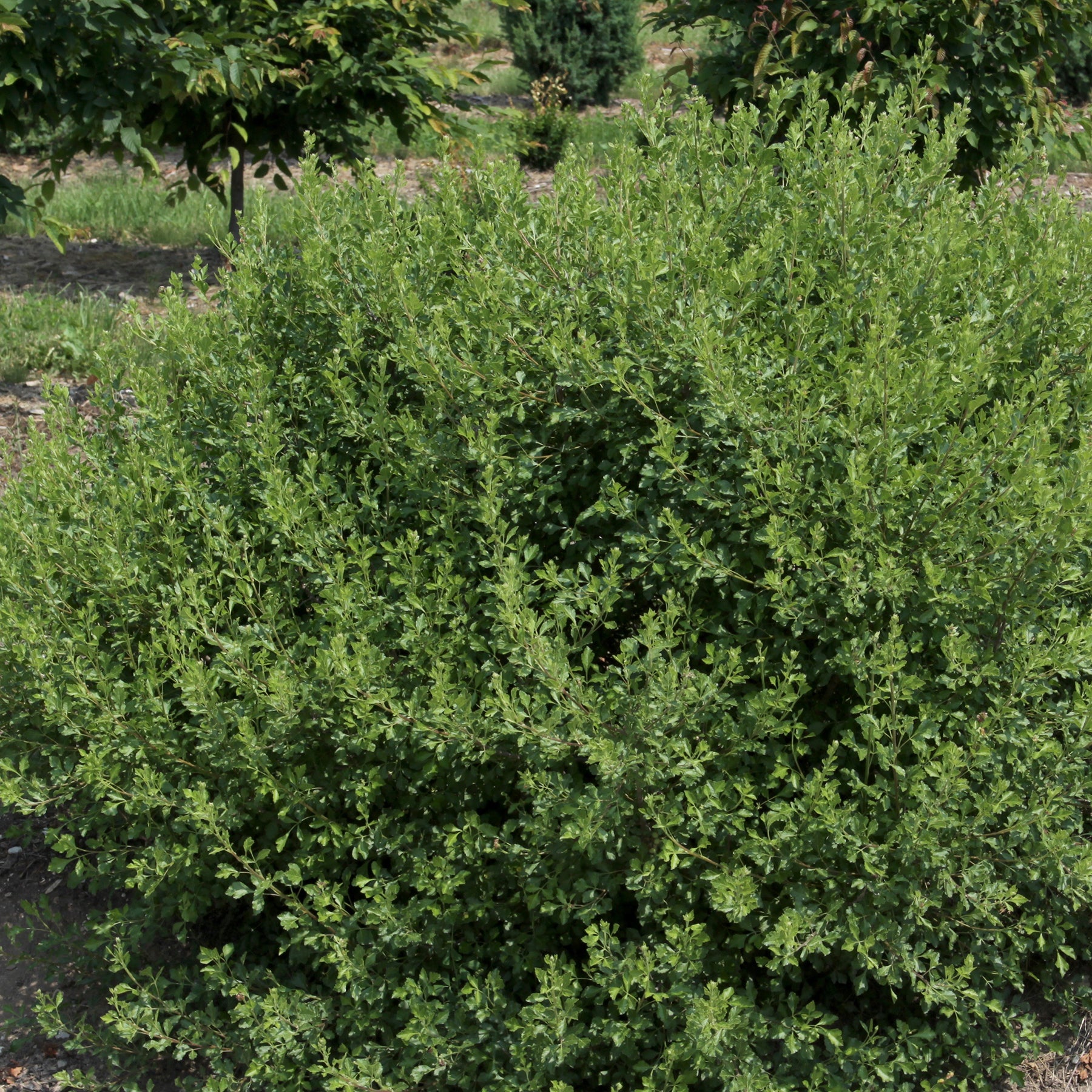 Rhus aromatica Lacette Fine Textured Compact Select A PP 28669 Lacette Fragrant Sumac