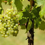 Grape Brianna Brianna Grape