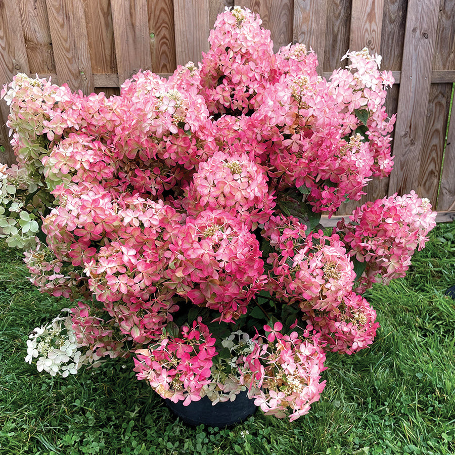 Hydrangea paniculata Hot Sauce COUSTAR02 PP34546, CPBRAF Hot Sauce Hydrangea