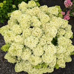 Hydrangea paniculata Bubble Bath HYLV19557 USPP37039, CPBRAF Bubble Bath Hydrangea
