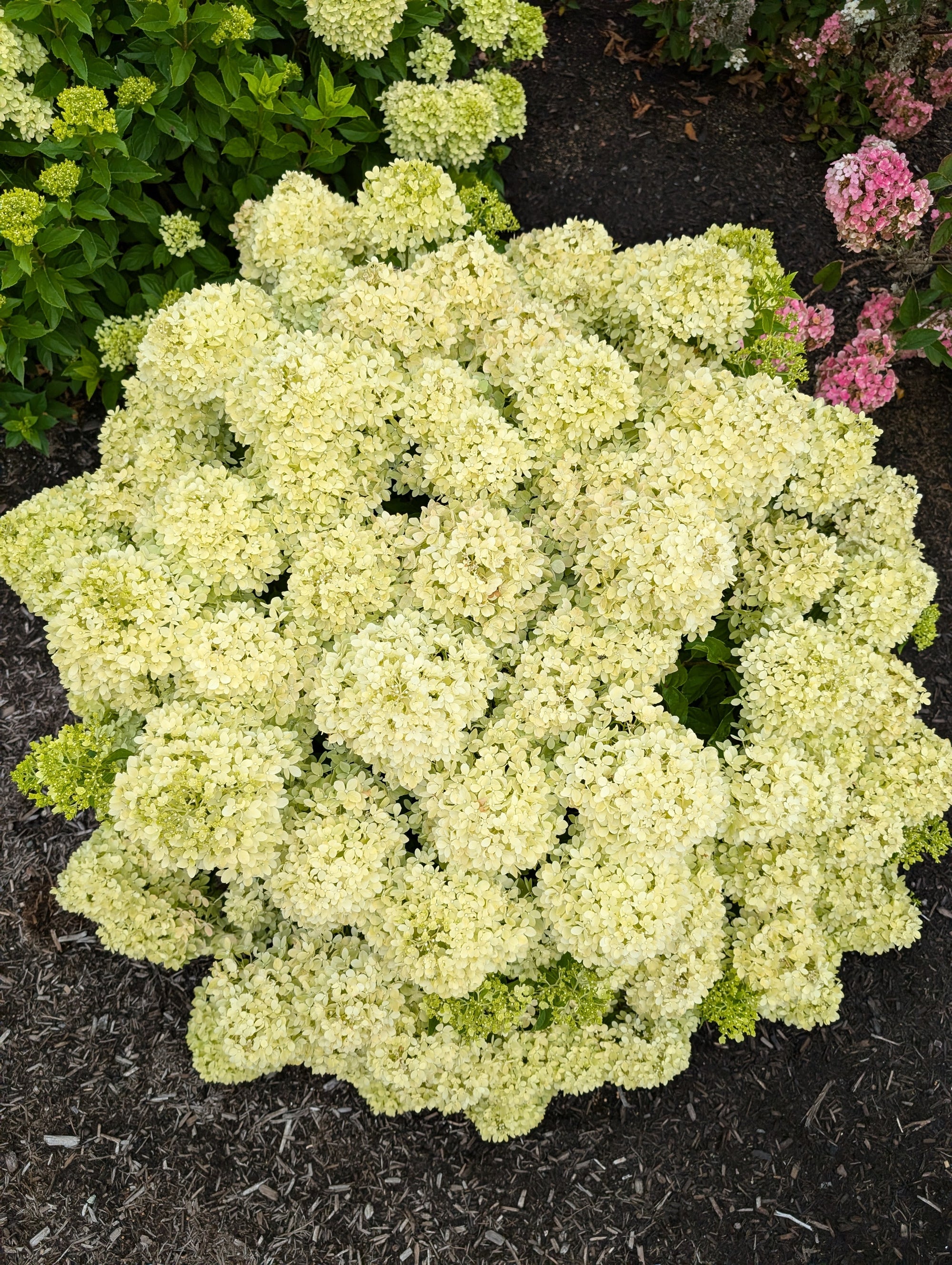 Hydrangea paniculata Bubble Bath HYLV19557 USPP37039, CPBRAF Bubble Bath Hydrangea