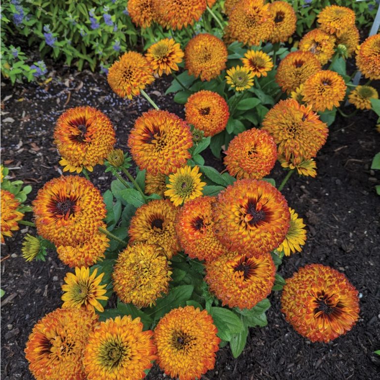 Rudbeckia hirta Solar Sisters Holtsosis851 USPPAF Solar Sisters Black eyed Susan