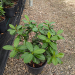 Prunus laurocerasus Ani Ani Cherry Laurel