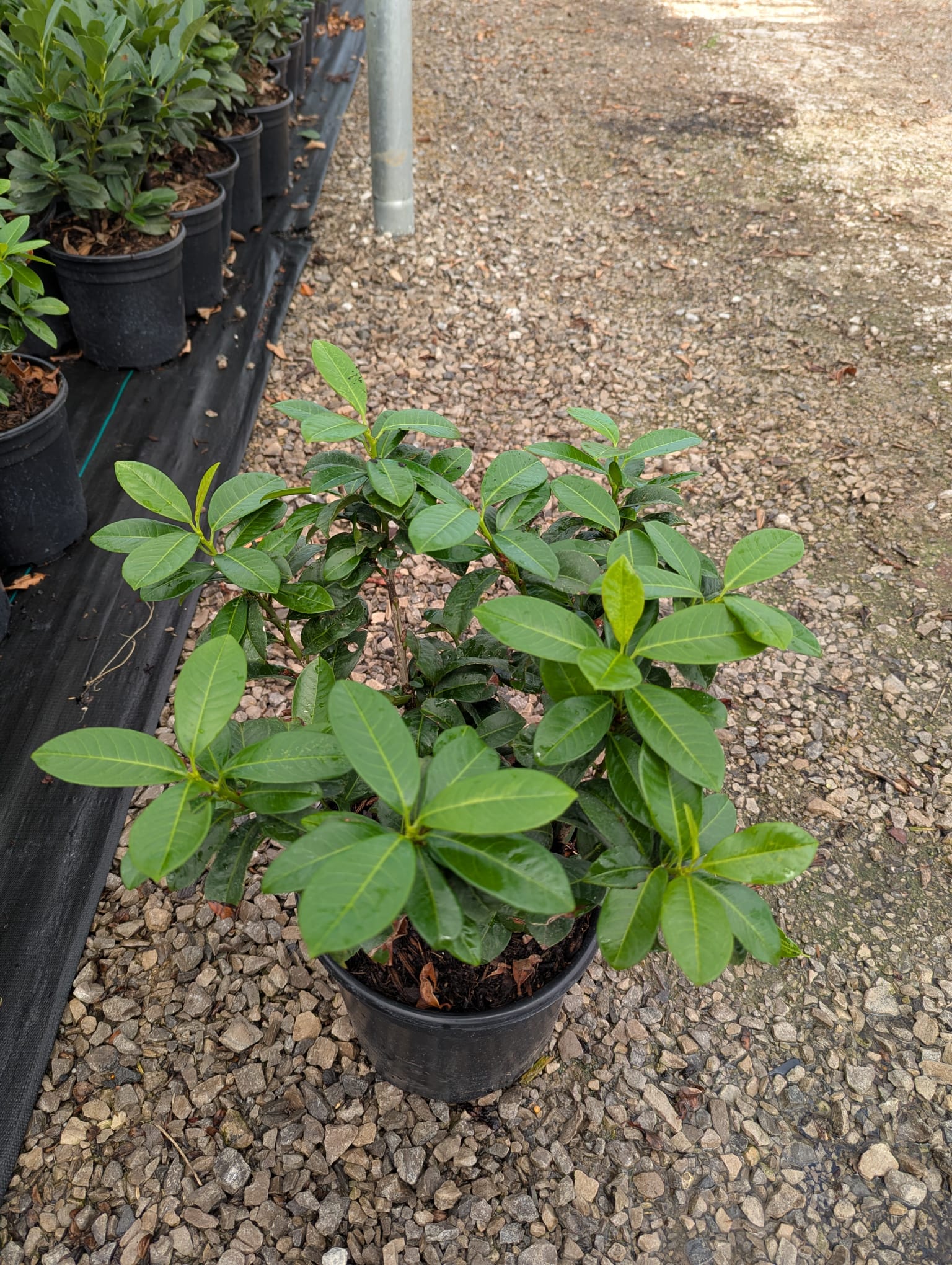 Prunus laurocerasus Ani Ani Cherry Laurel