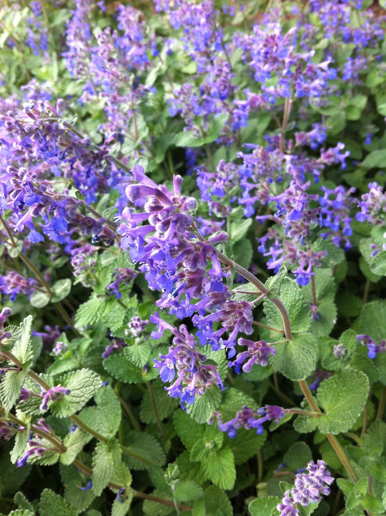 Nepeta faassenii Walker's Low Catmint