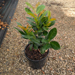 Prunus laurocerasus Bonaparte Bonaparte Cherry Laurel