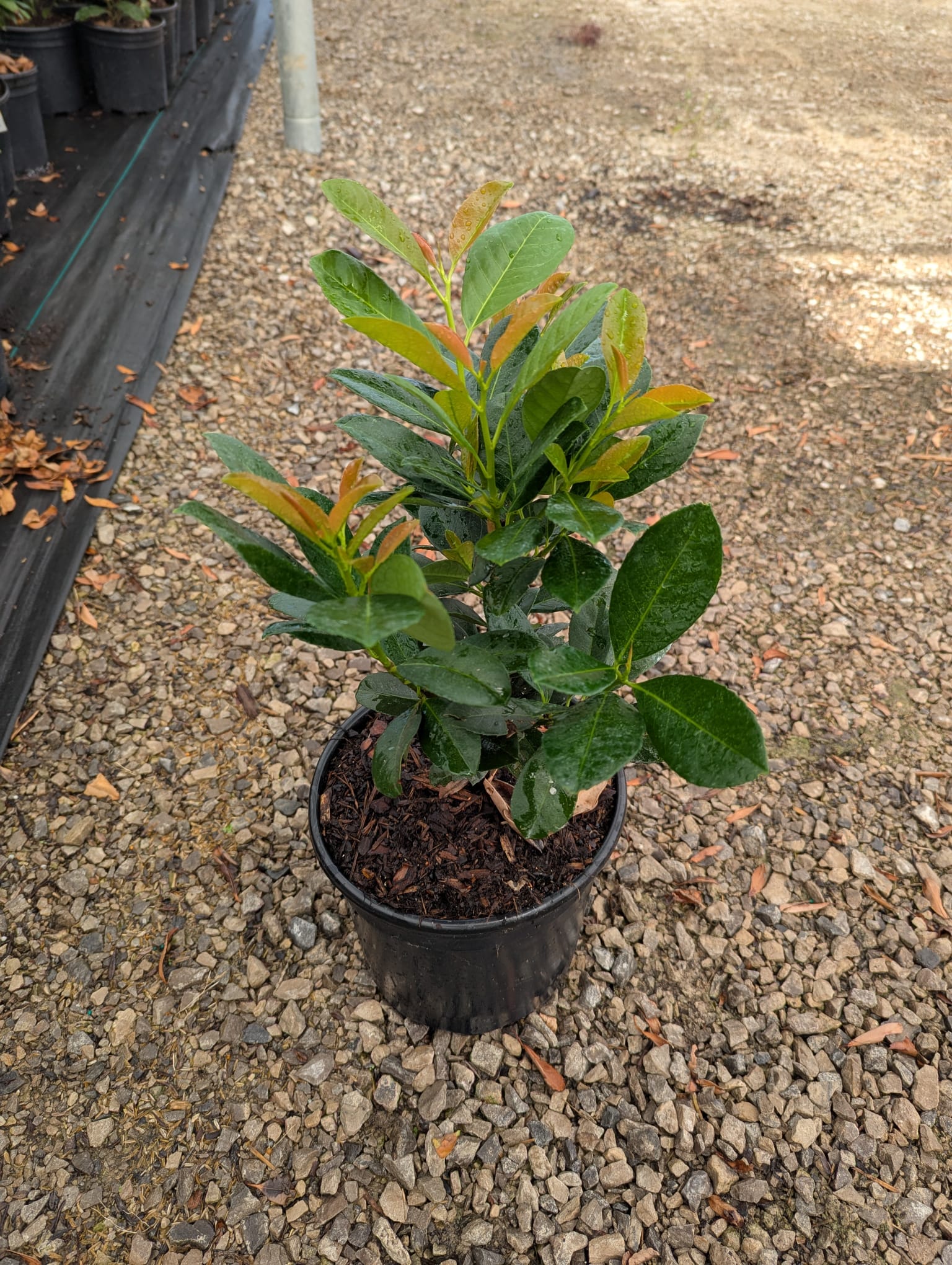 Prunus laurocerasus Bonaparte Bonaparte Cherry Laurel