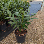Prunus laurocerasus Elly Elly Cherry Laurel