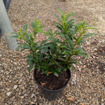 Prunus laurocerasus Sofia Sofia Cherry Laurel