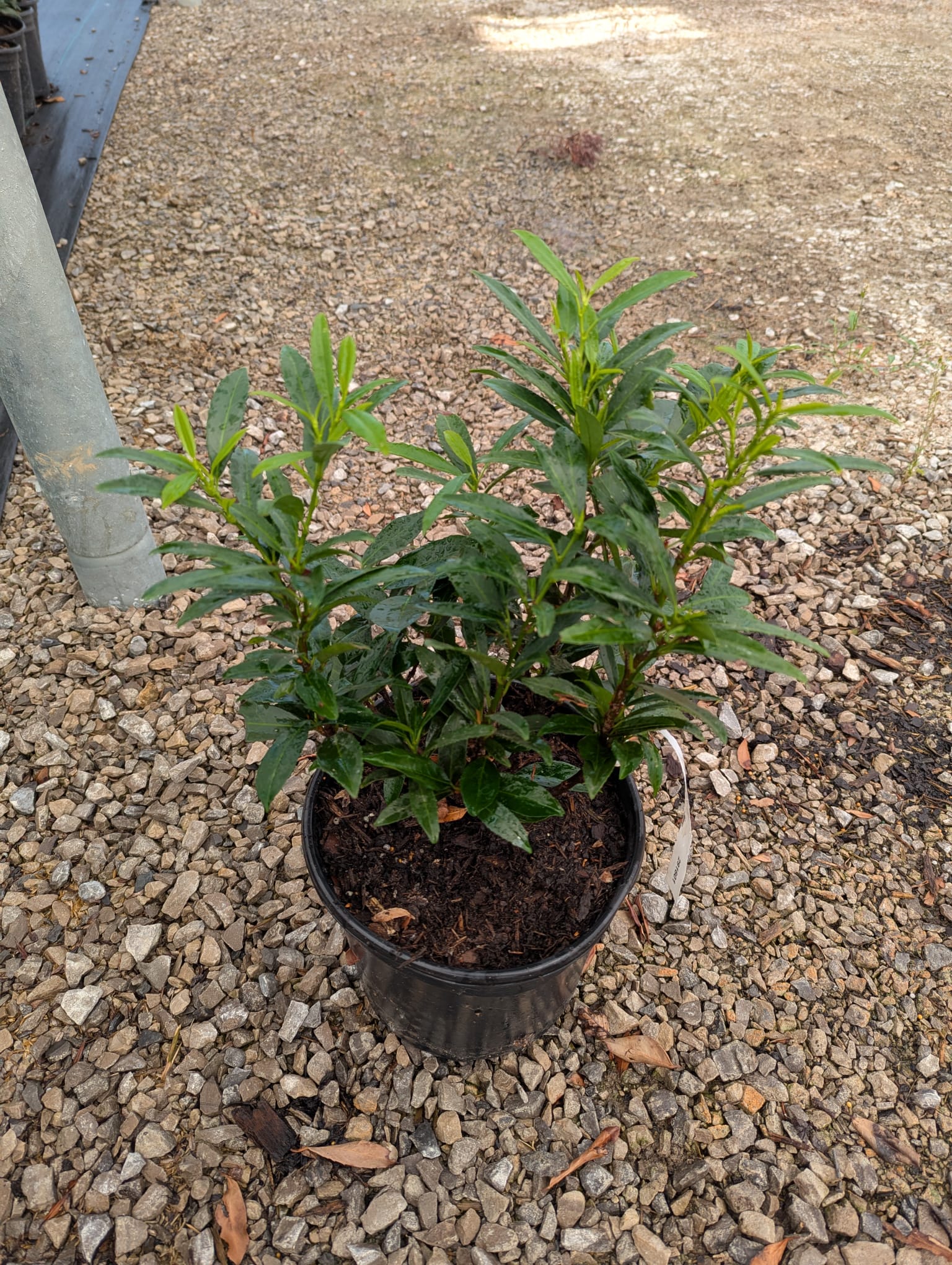 Prunus laurocerasus Sofia Sofia Cherry Laurel
