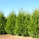 Thuja occidentalis Sasquatch V 32 PPAF, CBR#7196 Sasquatch Dark Green Cedar