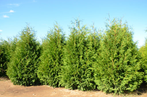 Thuja occidentalis Sasquatch V 32 PPAF, CBR#7196 Sasquatch Dark Green Cedar