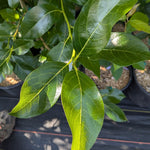 Nyssa sylvatica Majestic M.O.N.2 Majestic Black Gum Tree