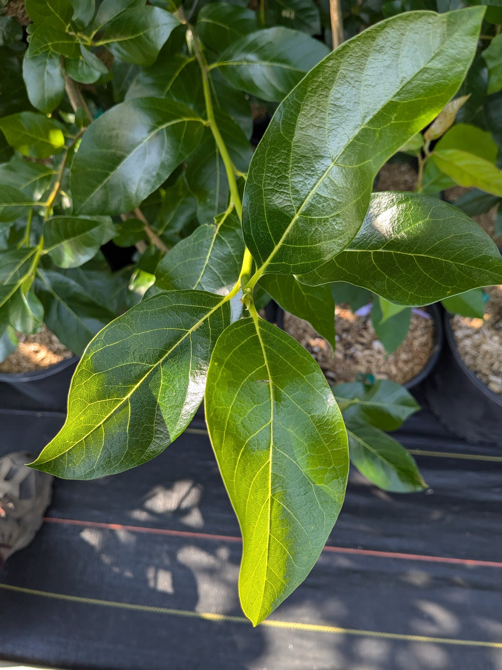 Nyssa sylvatica Majestic M.O.N.2 Majestic Black Gum Tree