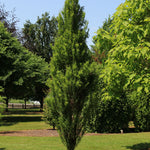 Taxodium distichum Lindsey's Skyward Skyward PP22812 Lindsey's Skyward Baldcypress