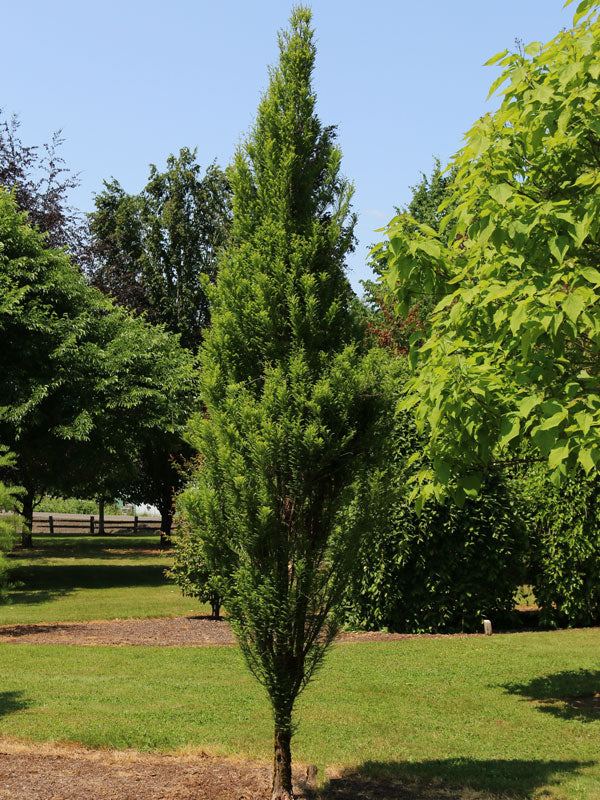 Taxodium distichum Lindsey's Skyward Skyward PP22812 Lindsey's Skyward Baldcypress