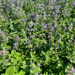 Nepeta mussinii Catmint