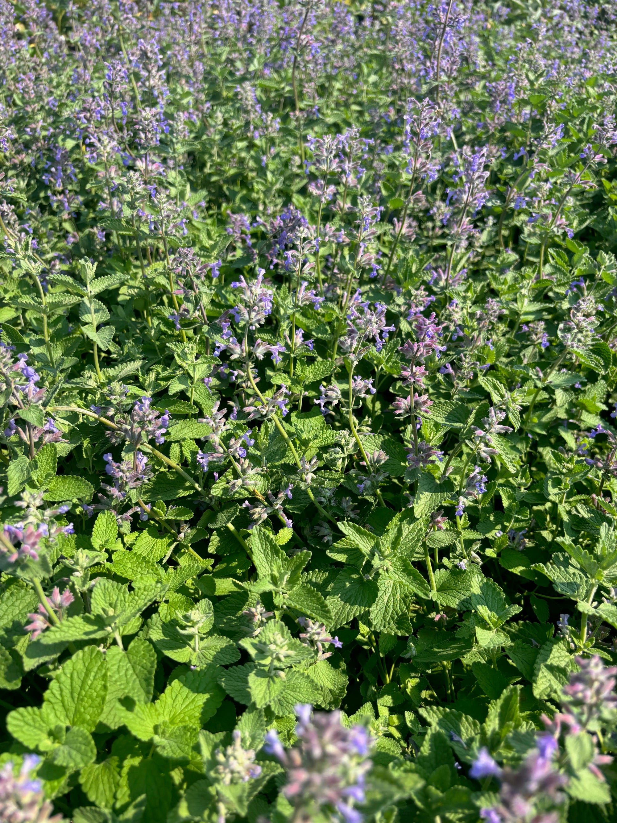 Nepeta mussinii Catmint