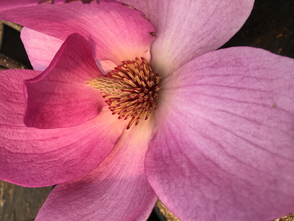 Magnolia x Cleopatra Cleopatra Magnolia