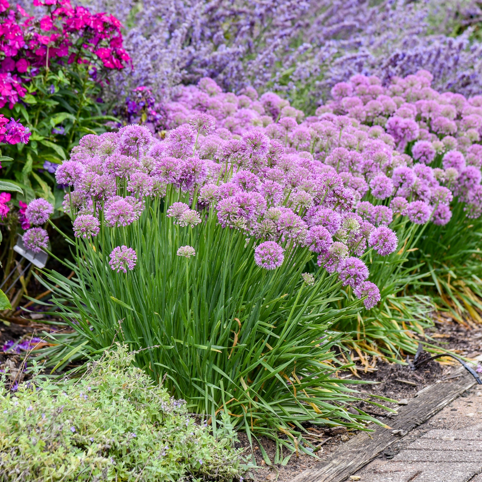 Allium x Serendipity Serendipity Ornamental Onion