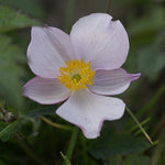 Anemone tomentosa Robustissima Windflower