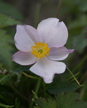 Anemone tomentosa Robustissima Windflower