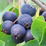 Saskatoon Berry Isaac Isaac Saskatoon Berry