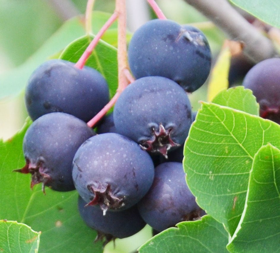 Saskatoon Berry Isaac Isaac Saskatoon Berry