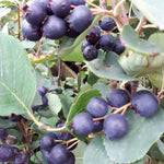 Saskatoon Berry Thiessen Thiessen Saskatoon Berry