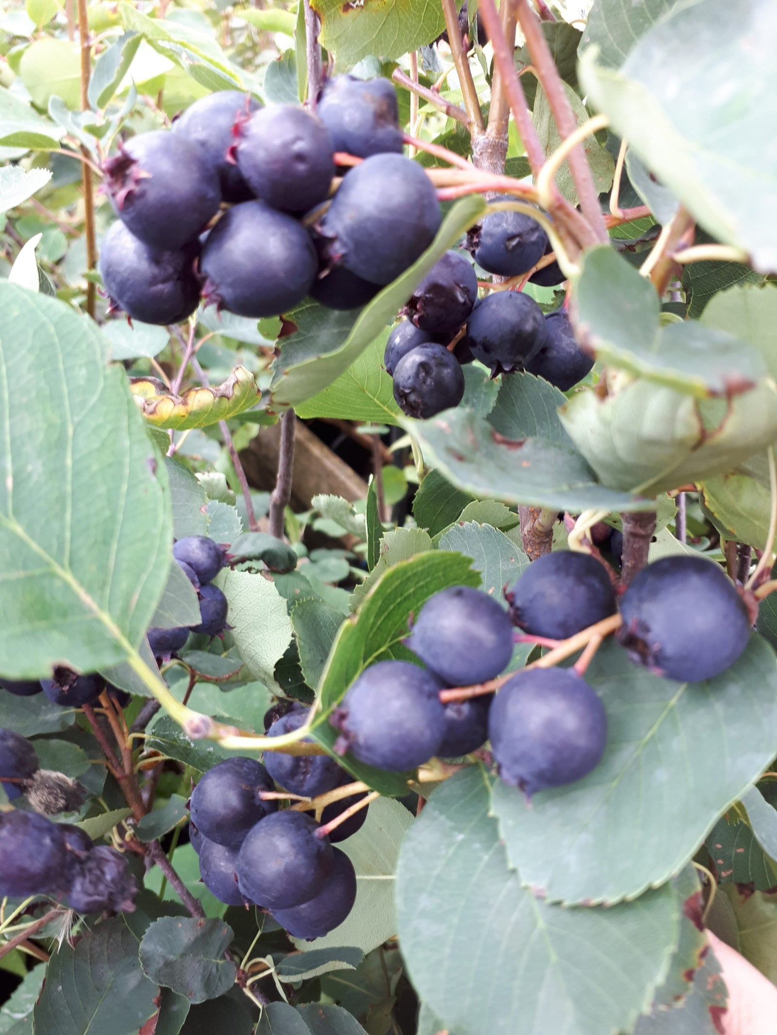 Saskatoon Berry Thiessen Thiessen Saskatoon Berry