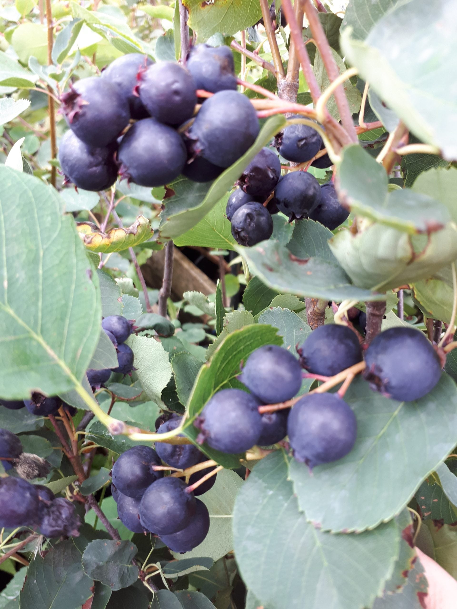 Saskatoon Berry Thiessen Thiessen Saskatoon Berry
