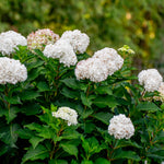 Hydrangea macrophylla Endless Summer DreamCloud Bailmaceight PP36,306 DreamCloud Hydrangea