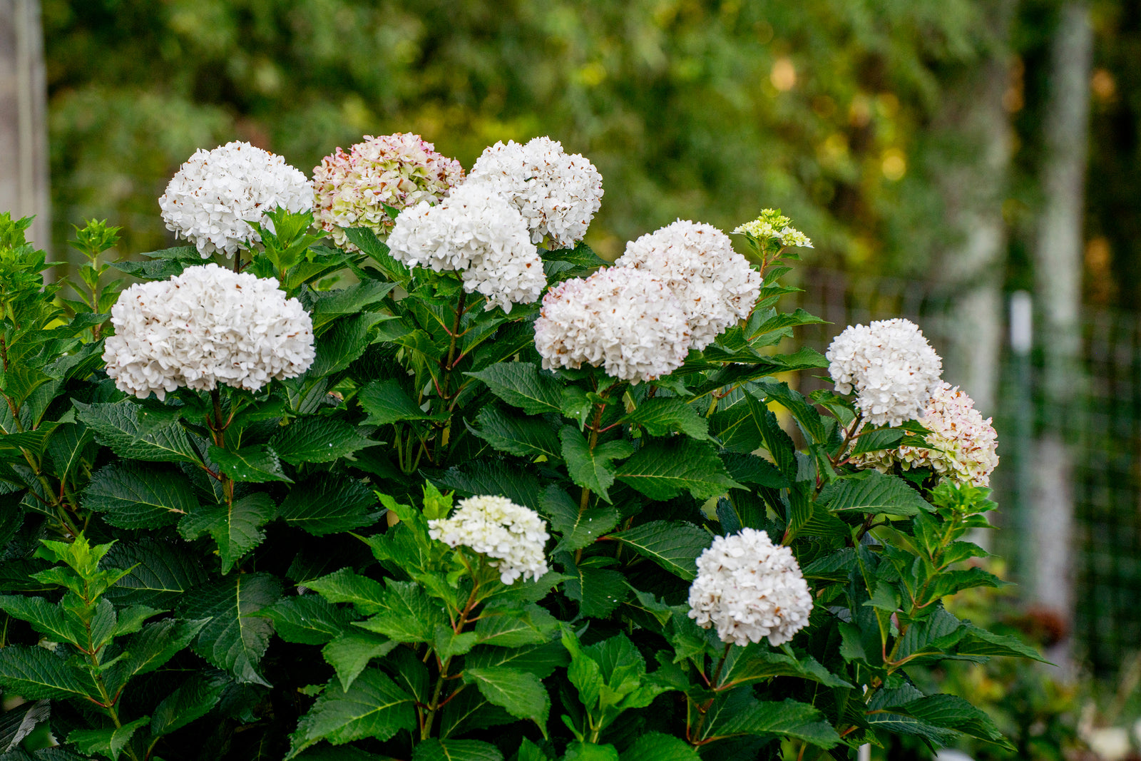 Hydrangea macrophylla Endless Summer DreamCloud Bailmaceight PP36,306 DreamCloud Hydrangea