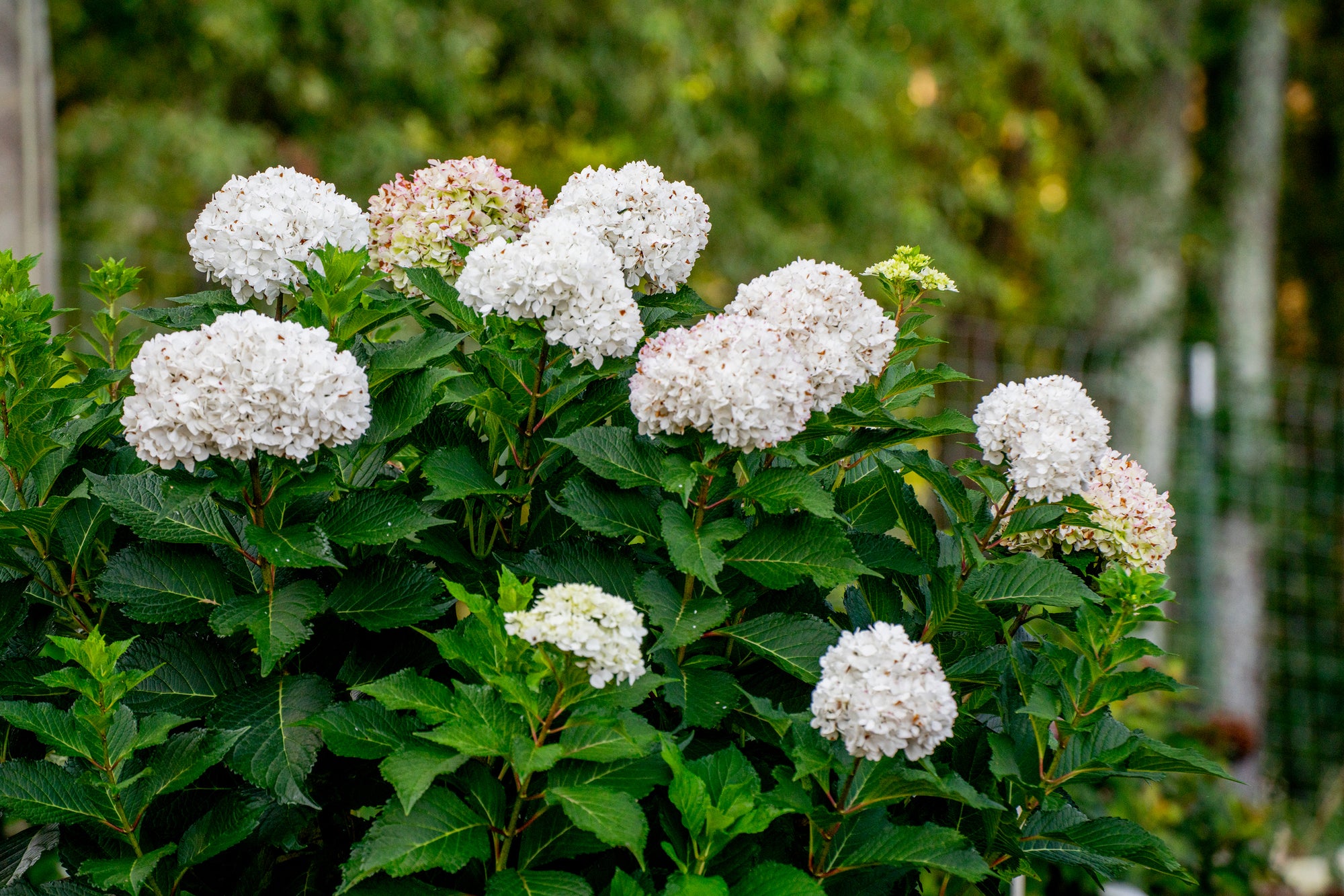 Hydrangea macrophylla Endless Summer DreamCloud Bailmaceight PP36,306 DreamCloud Hydrangea
