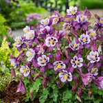 Aquilegia x Earlybird Purple and White Earlybird Purple and White Columbine