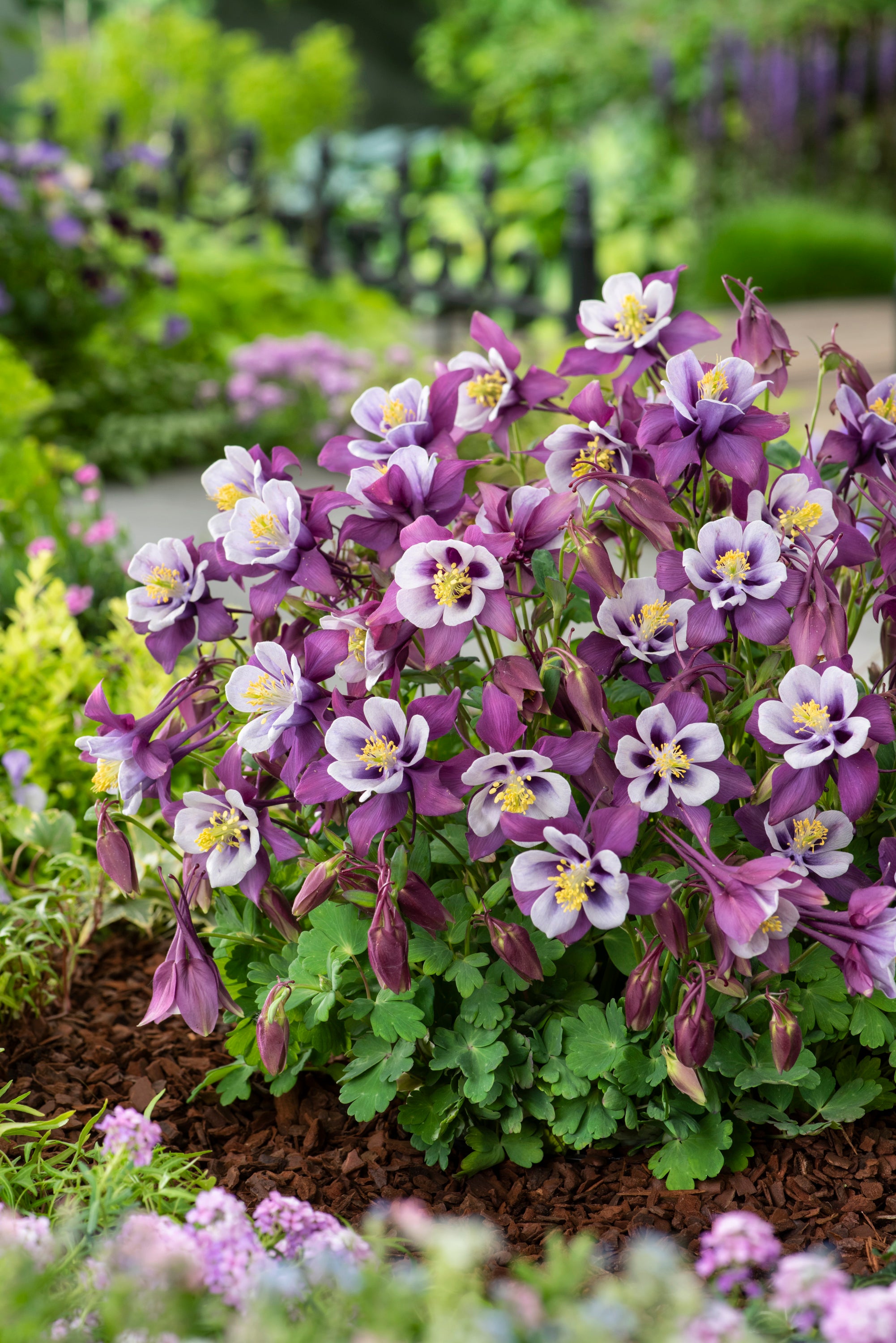 Aquilegia x Earlybird Purple White PAS1258486 Earlybird Purple White Columbine