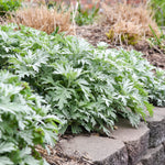 Artemisia x Silver Lining USPP 36,888, Can PBRAF Silver Lining White Sagebrush