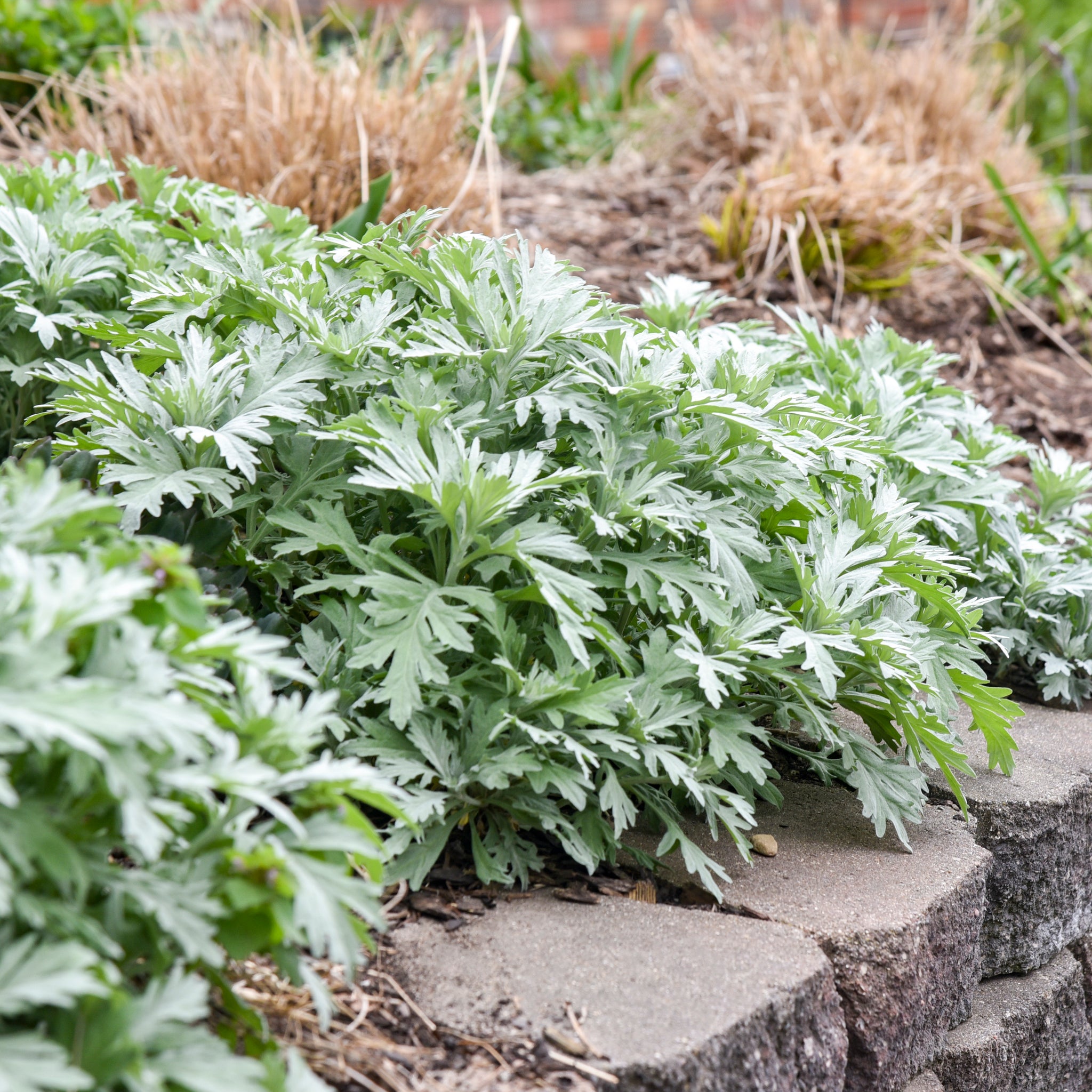 Artemisia x Silver Lining USPP 36,888, Can PBRAF Silver Lining White Sagebrush