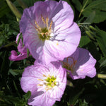 Oenothera berlandieri Siskiyou Evening Primrose