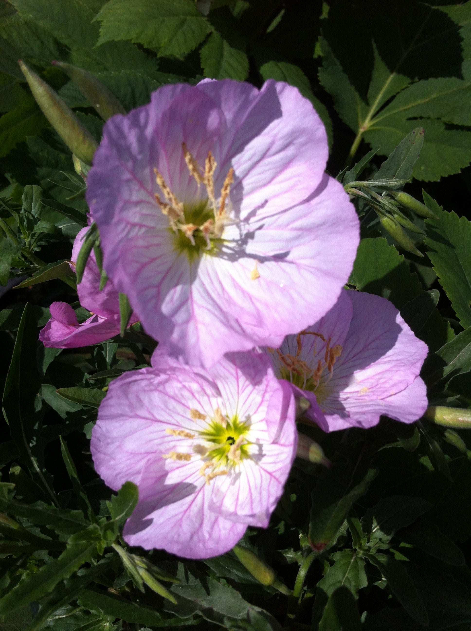 Oenothera berlandieri Siskiyou Evening Primrose