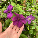 Clematis Ayako Evipo112 Ayako Clematis