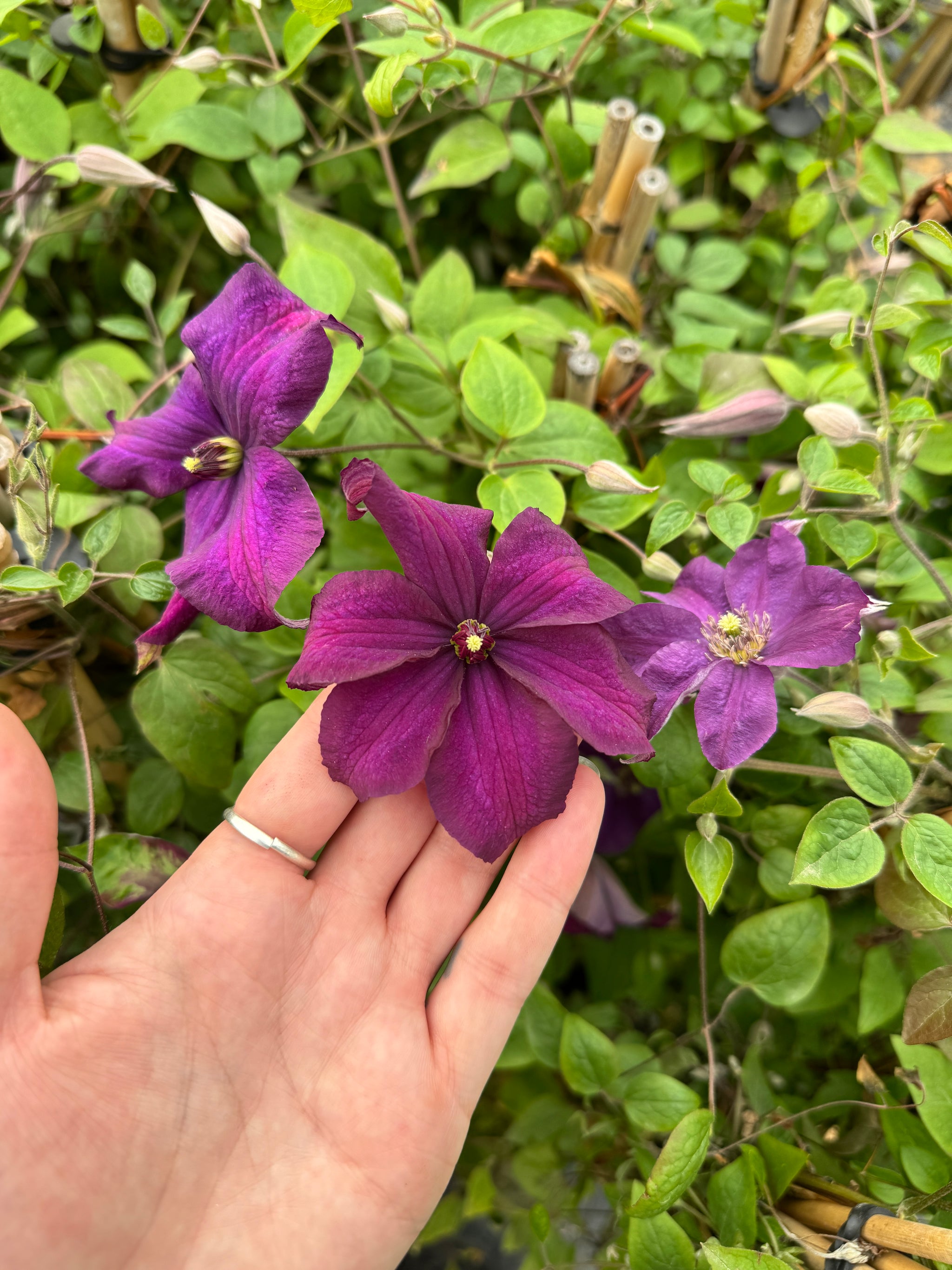 Clematis Ayako Evipo112 Ayako Clematis