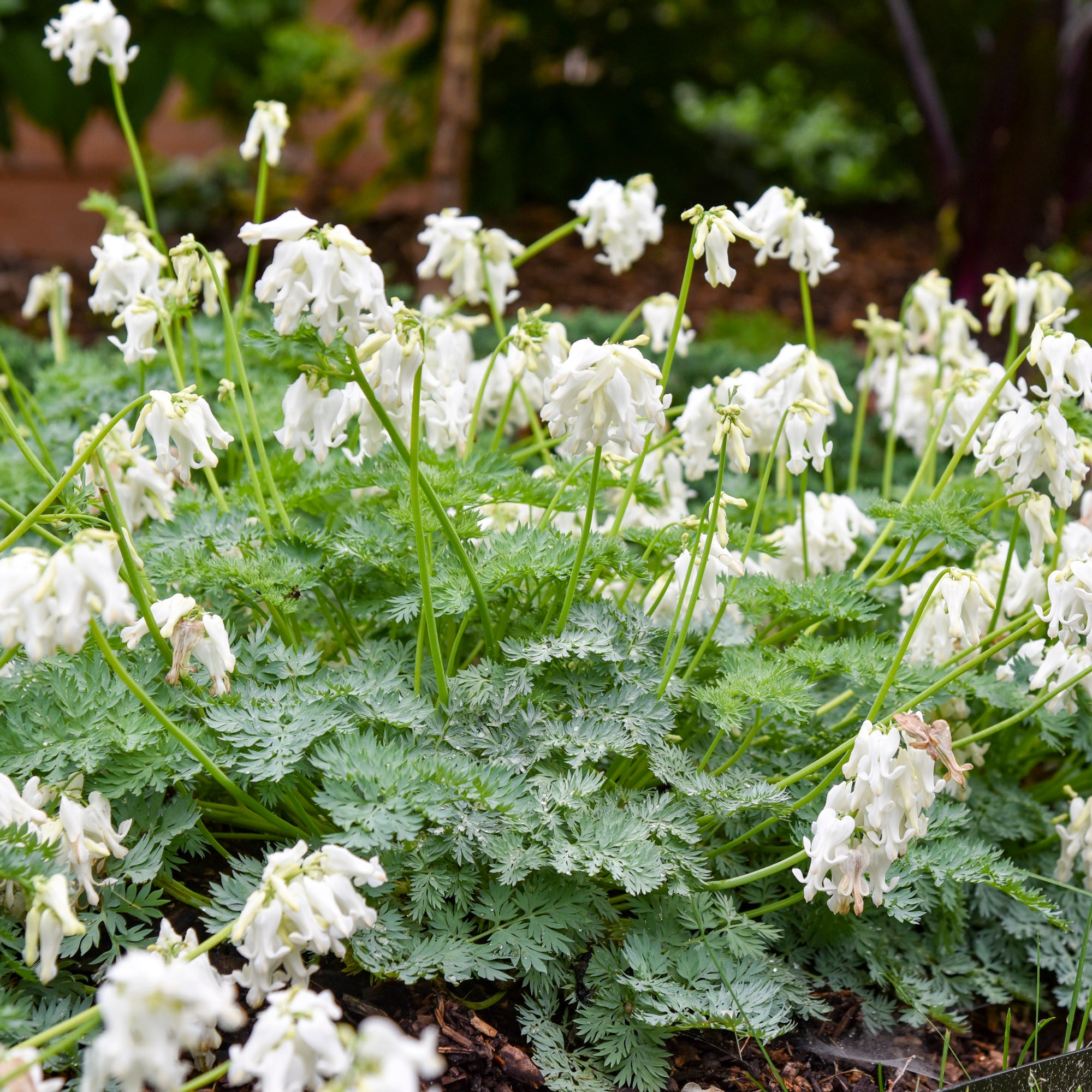 Dicentra x White Diamonds Fern leaved Bleedingheart
