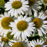 Echinacea purpurea Meditation White Meditation White Coneflower