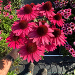 Echinacea purpurea Meditation Red Meditation Red Coneflower