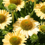Echinacea purpurea Meditation Lime Meditation Lime Coneflower