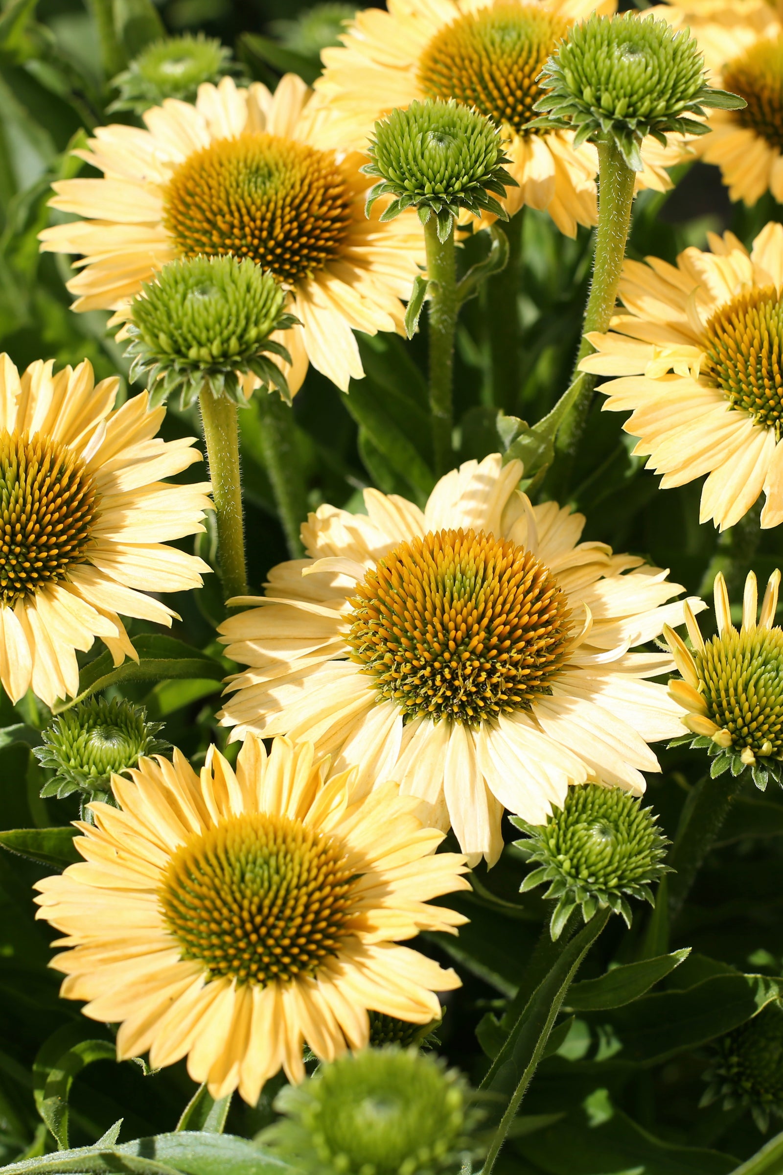 Echinacea purpurea Meditation Lime Meditation Lime Coneflower