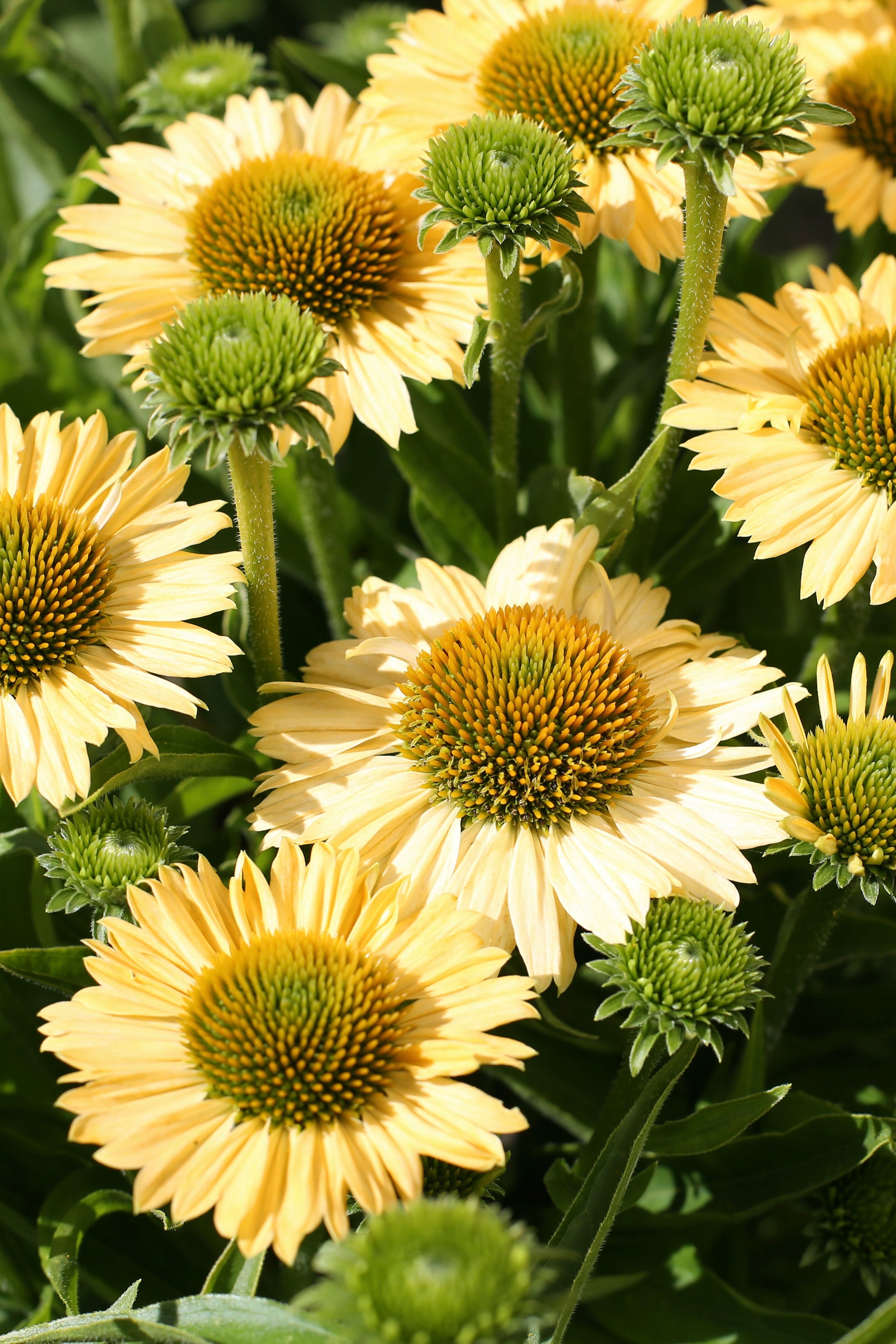 Echinacea purpurea Meditation Lime Meditation Lime Coneflower